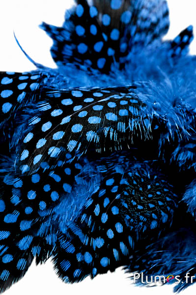 Faraona - 3-6 cm - blu